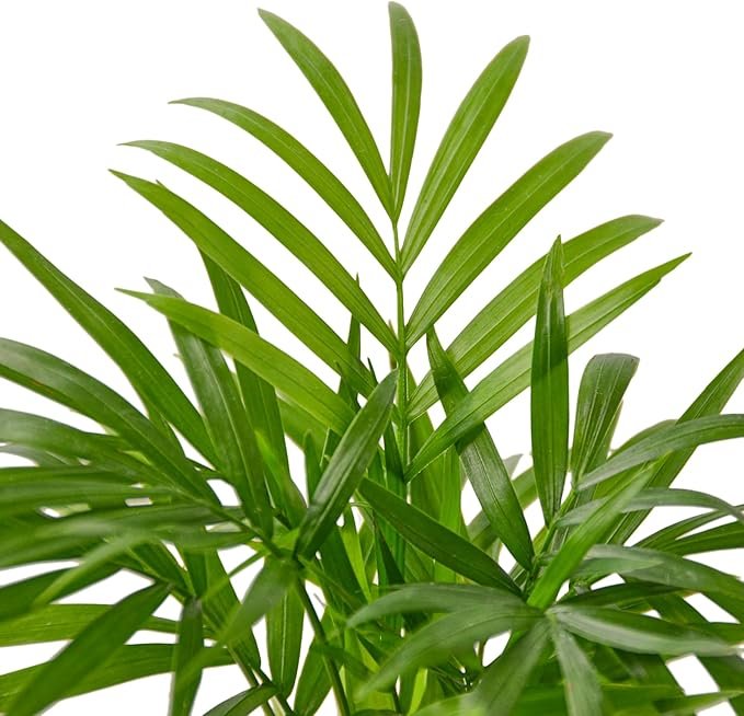 🌿 Best-Selling Indoor Plants on Amazon US (2025 Edition)