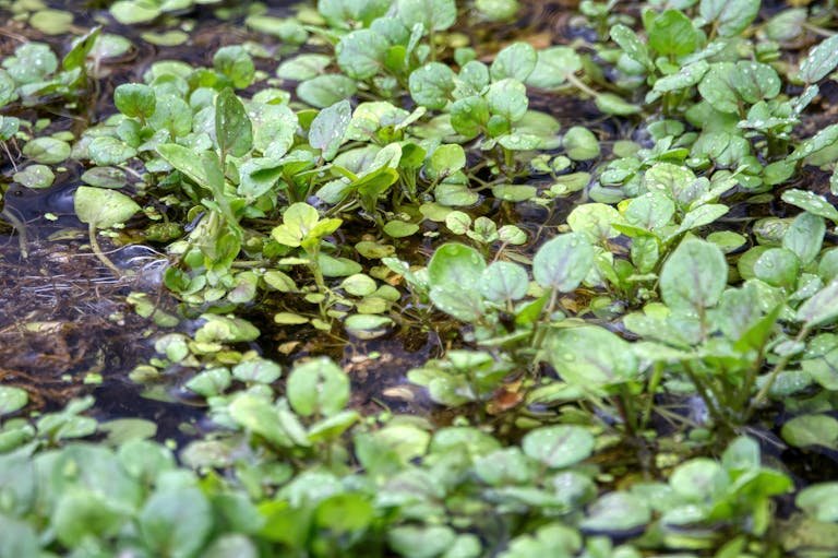 Lush watercress growing in a Beaver, MN marsh, showcasing vibrant green leaves and wetland environment.