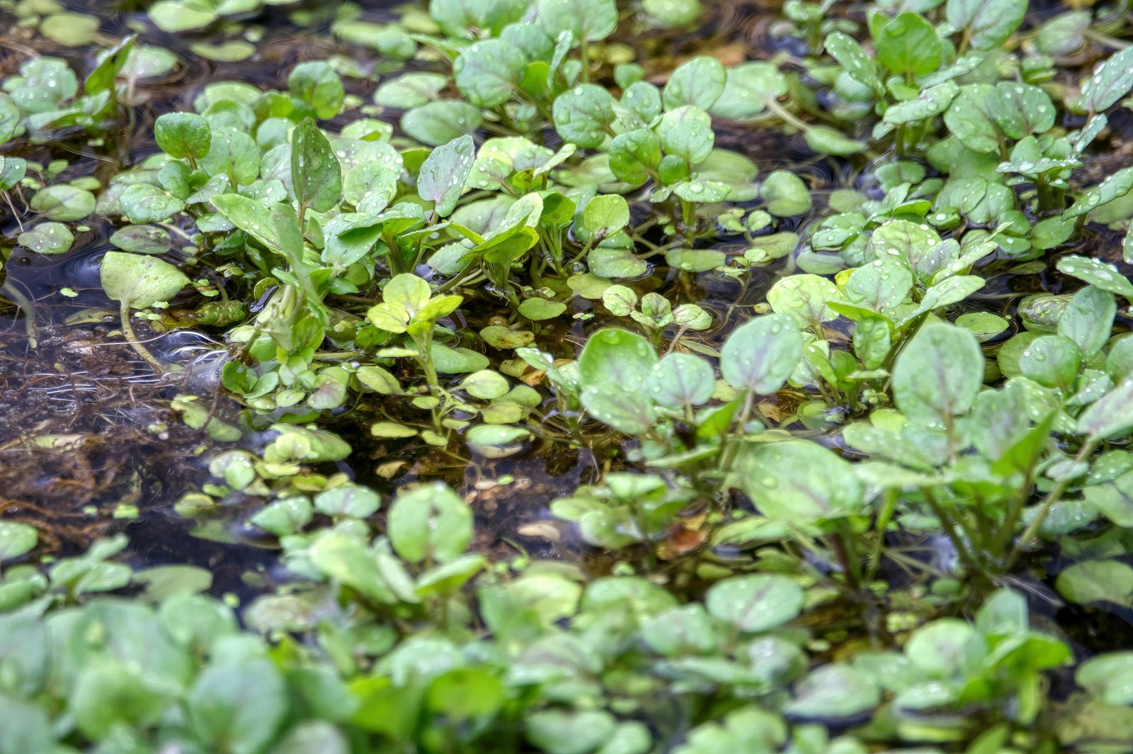 Lush watercress growing in a Beaver, MN marsh, showcasing vibrant green leaves and wetland environment.