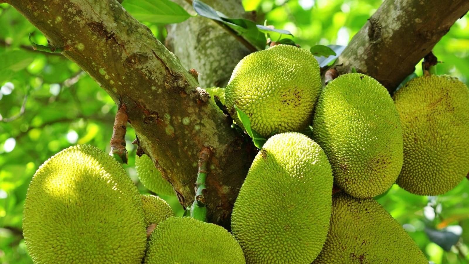 Kerala’s Jackfruit Breakthrough: The Surprising Superfood Helping the World Manage Blood Pressure While Transforming Farmer Income & Modern Nutrition