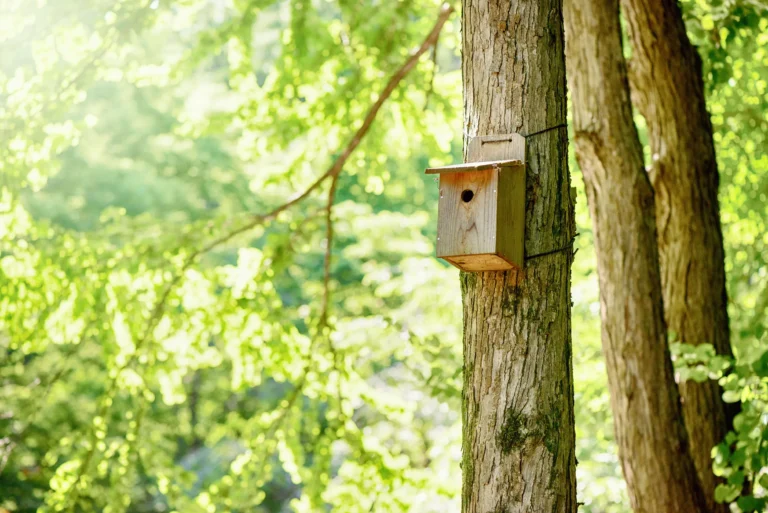 How to Build a Birdhouse In Your Backyard