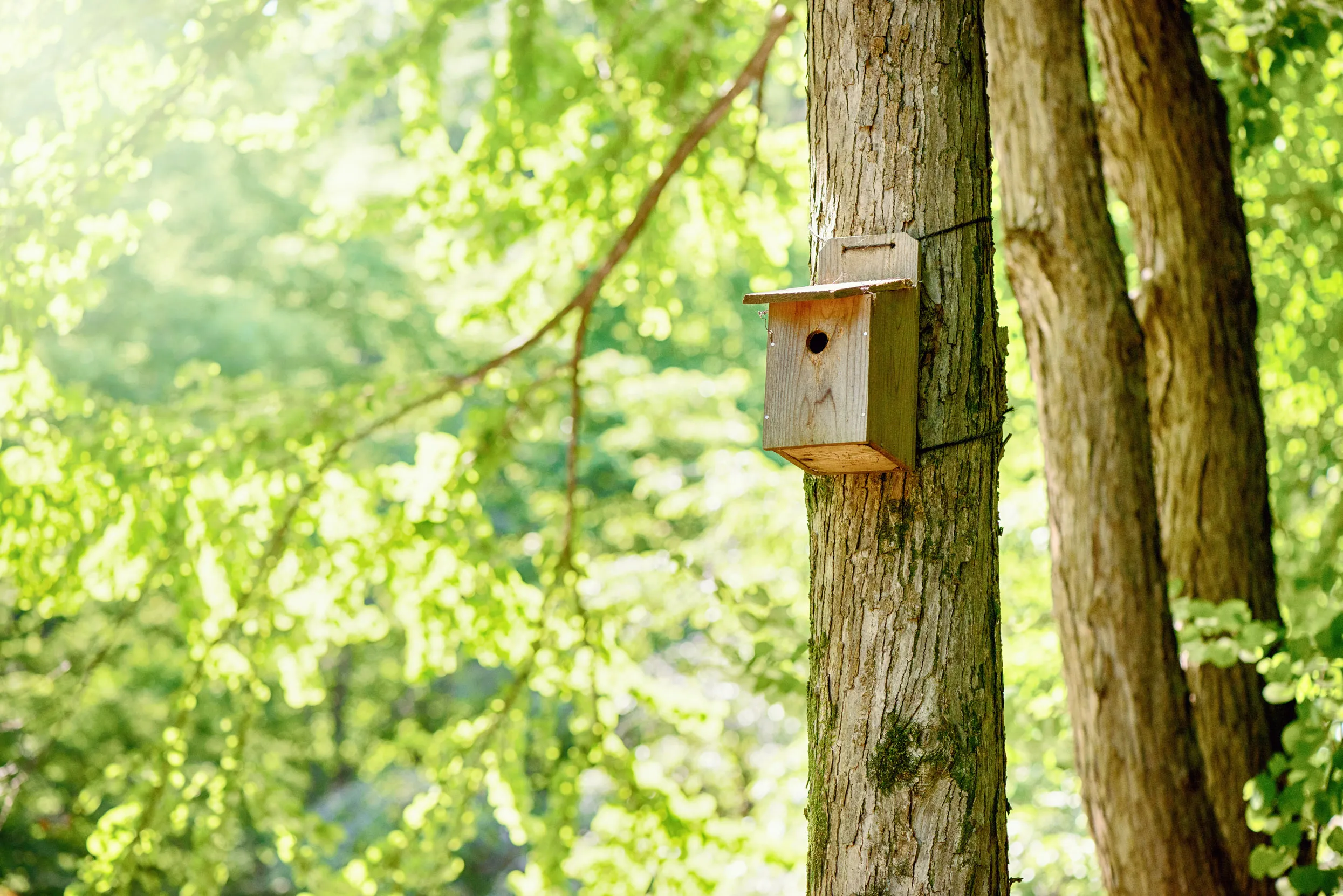 How to Build a Birdhouse In Your Backyard
